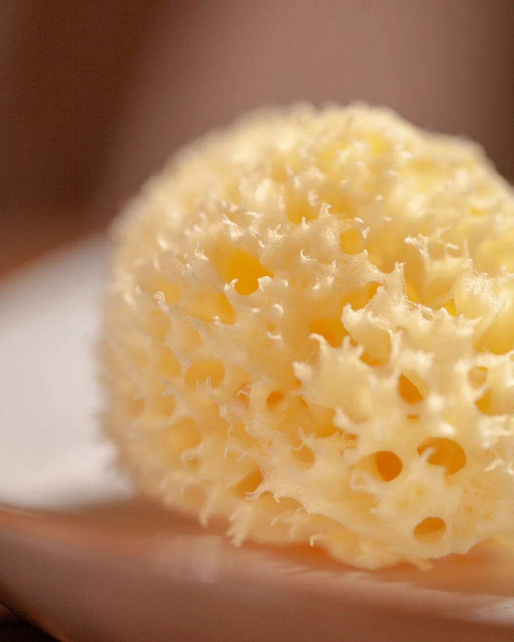 Natural sea sponge