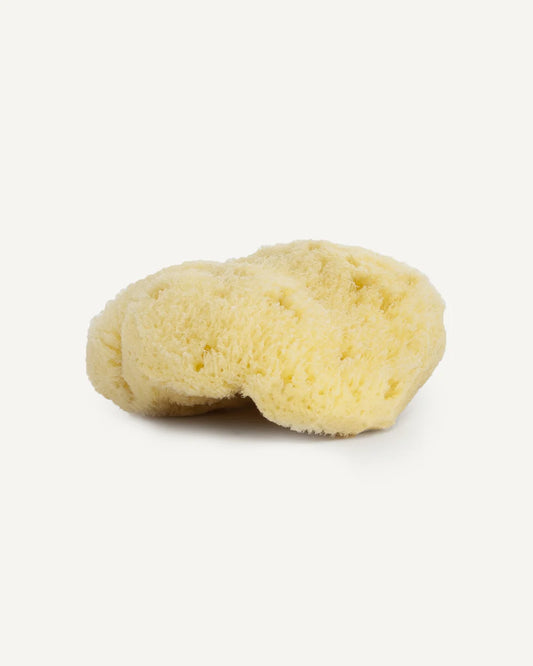 Natural sea sponge