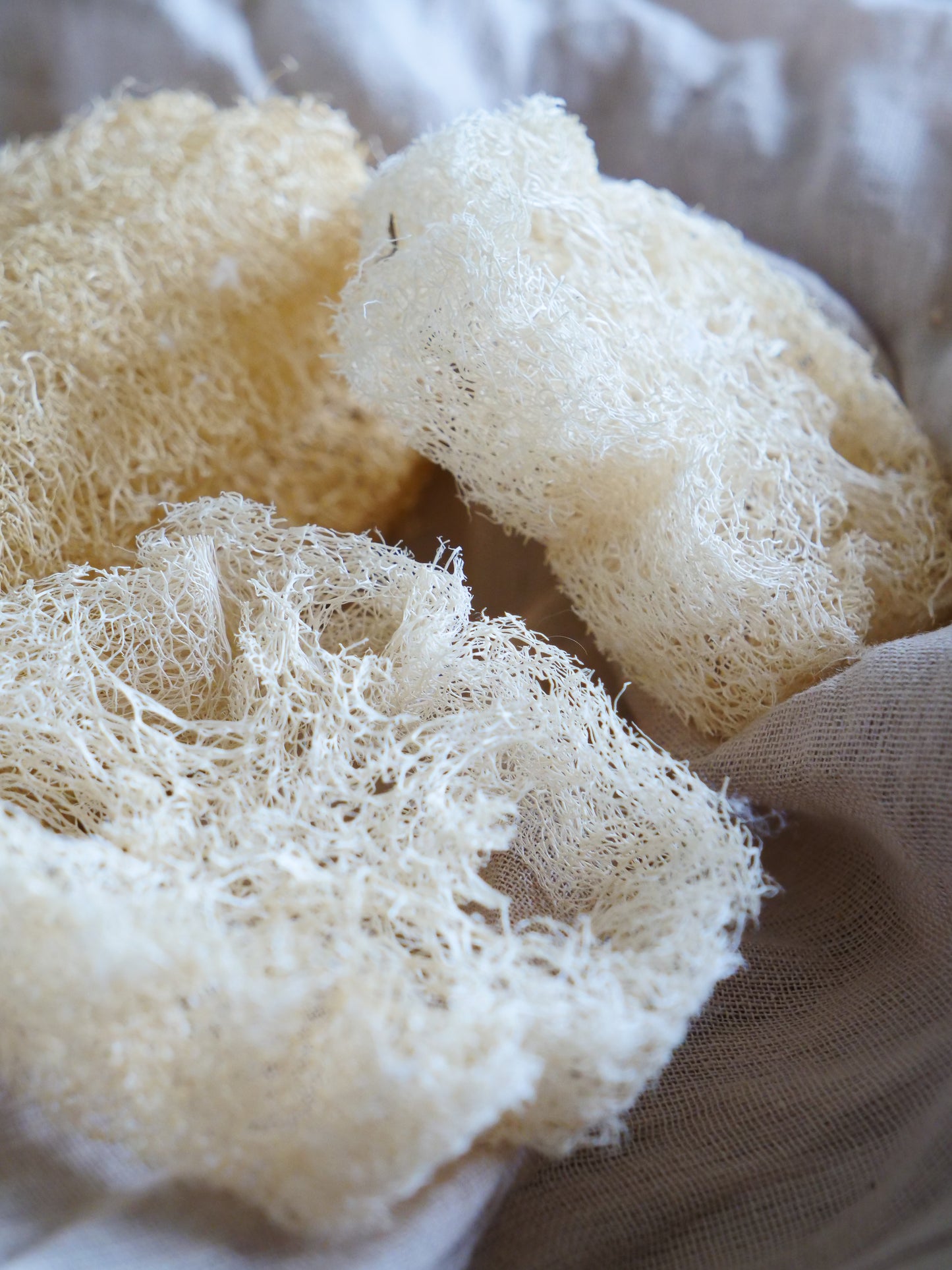 Raw Loofah